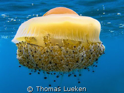 makes  you hungry :-), F100  by Thomas Lueken 
